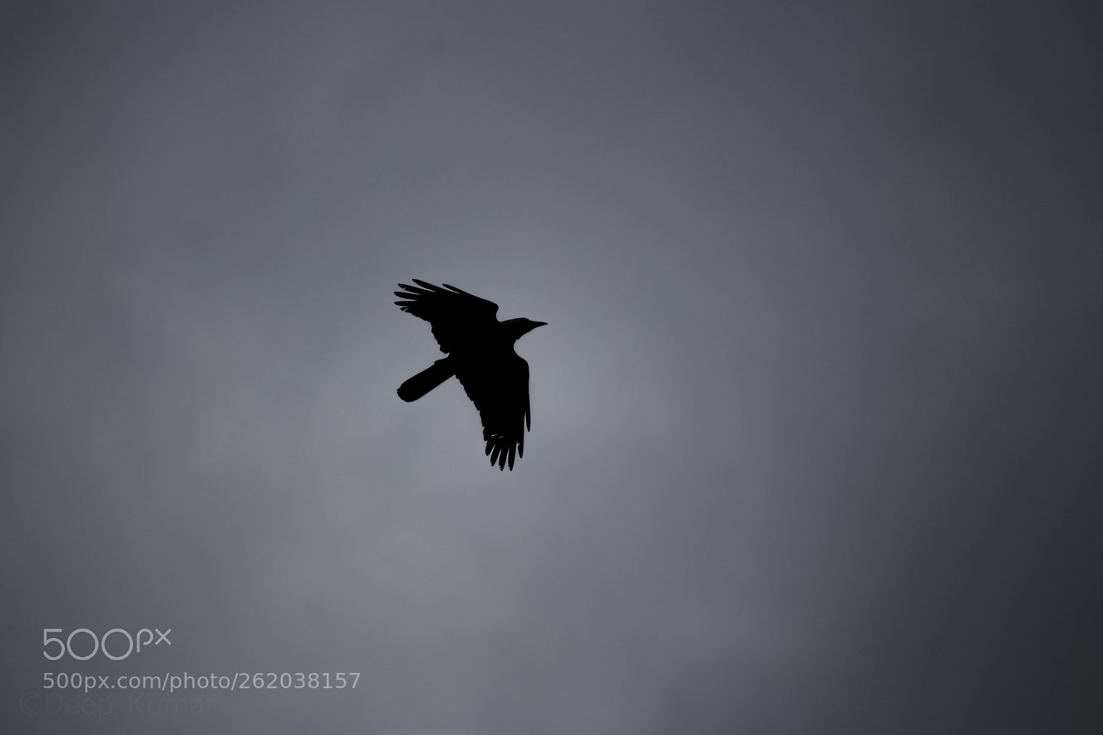 Canon EOS 1200D (EOS Rebel T5 / EOS Kiss X70 / EOS Hi) sample photo. The majestic flight photography