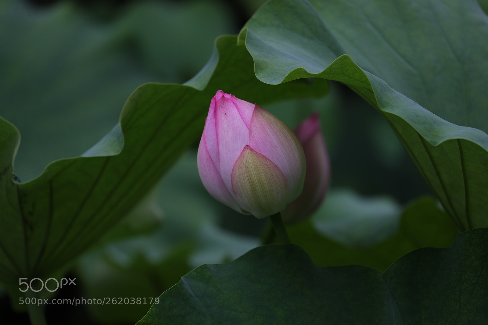 Canon EOS-1D X Mark II sample photo. Lotus 201804 photography