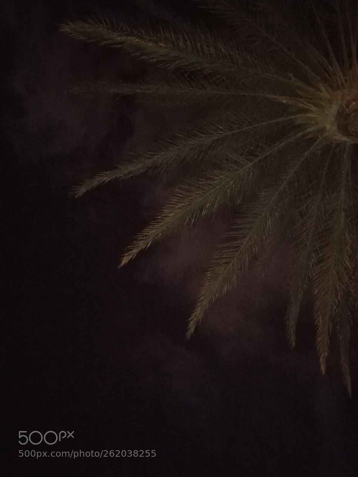 HUAWEI nova plus sample photo. Standing tall palm photography