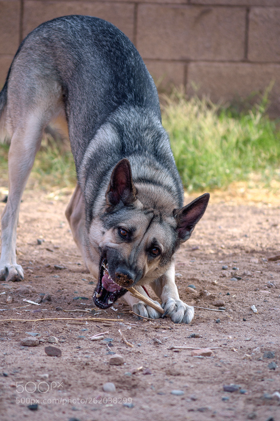 Nikon D5500 sample photo. Sharpening teeth photography