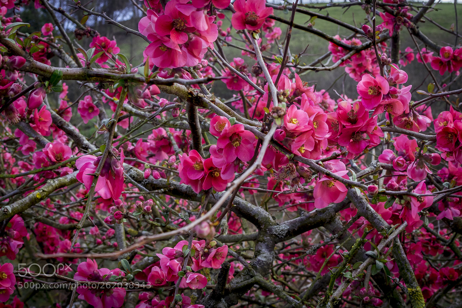 Canon EOS 80D sample photo. The flow and the photography