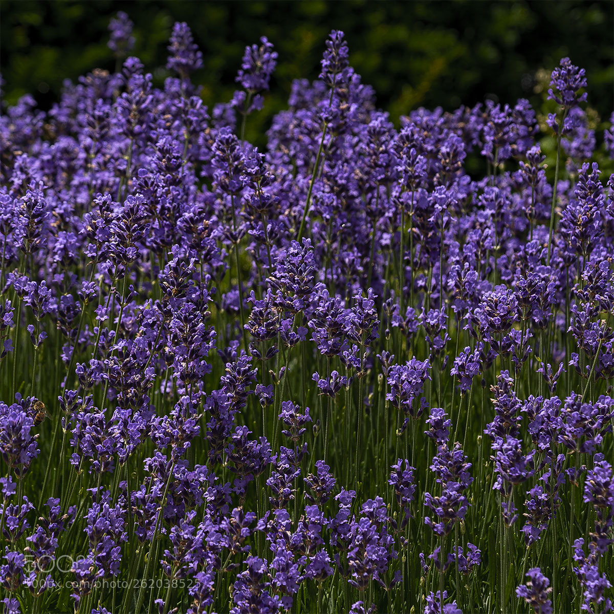 Sony a6300 sample photo. Blüten 120518-008 photography