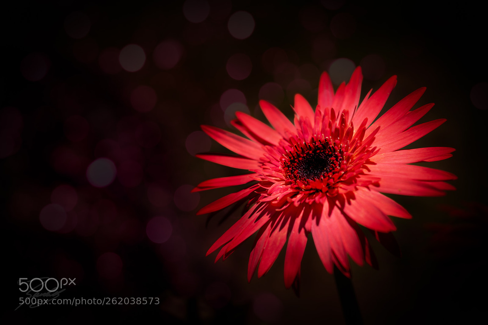 Sony a6000 sample photo. One beauty photography
