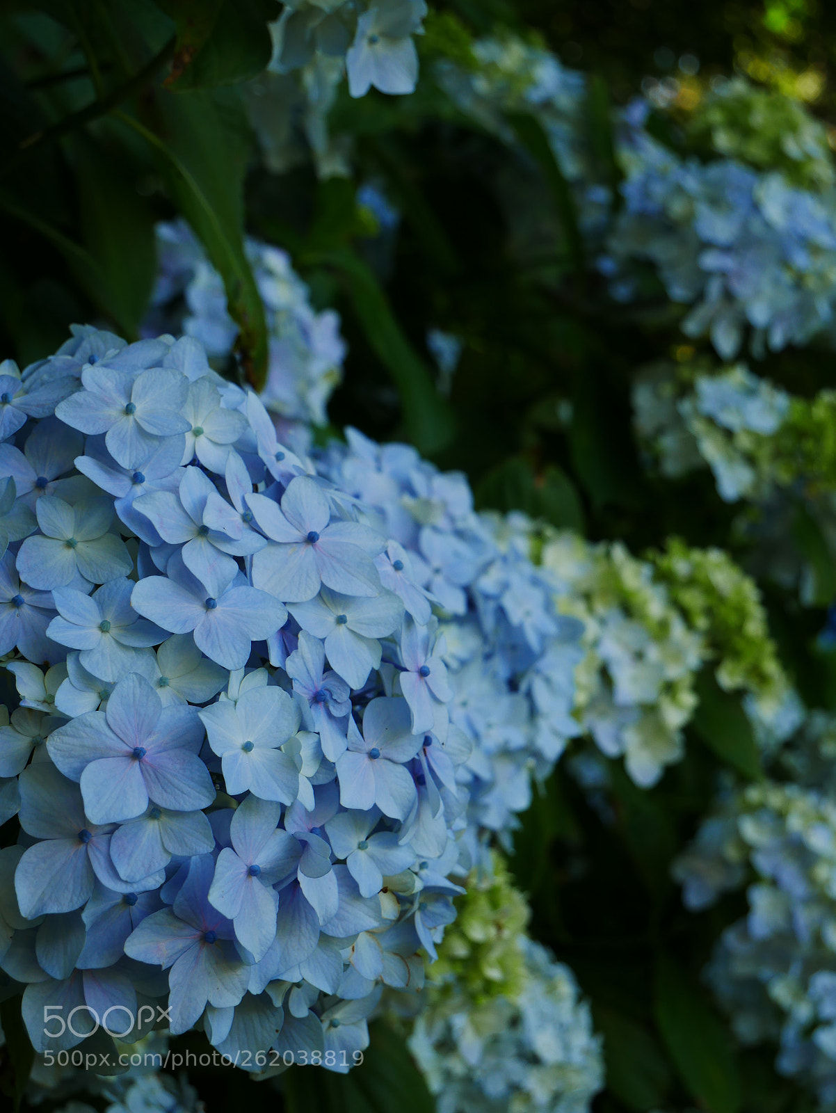 Panasonic DMC-G8 sample photo. Hydrangea photography