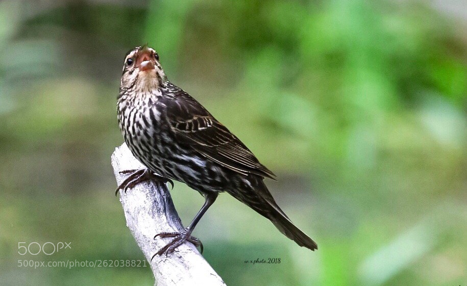 Canon EOS 7D Mark II sample photo. Alert photography