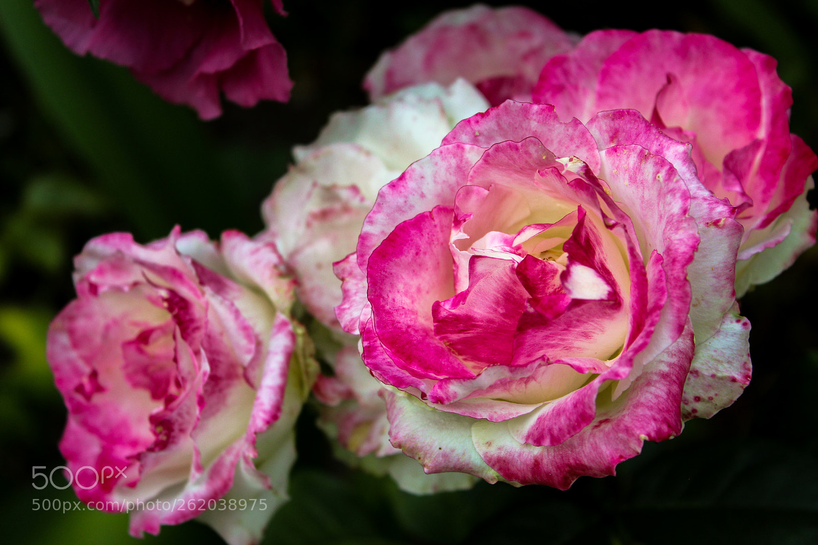 Canon EOS 1200D (EOS Rebel T5 / EOS Kiss X70 / EOS Hi) sample photo. Roses photography