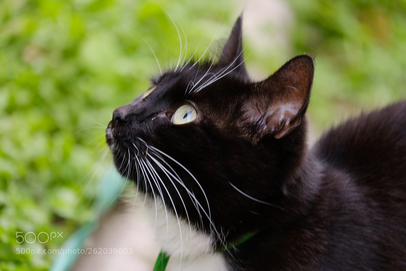 Fujifilm X-T20 sample photo. Cat on the grass photography
