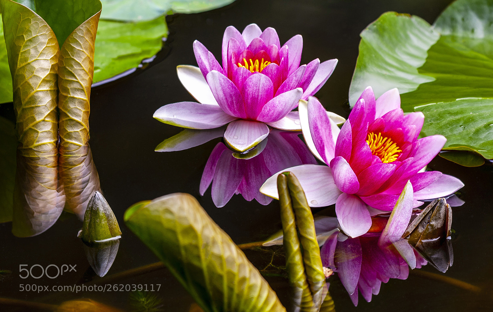 Canon EOS 5D Mark II sample photo. Water lily photography