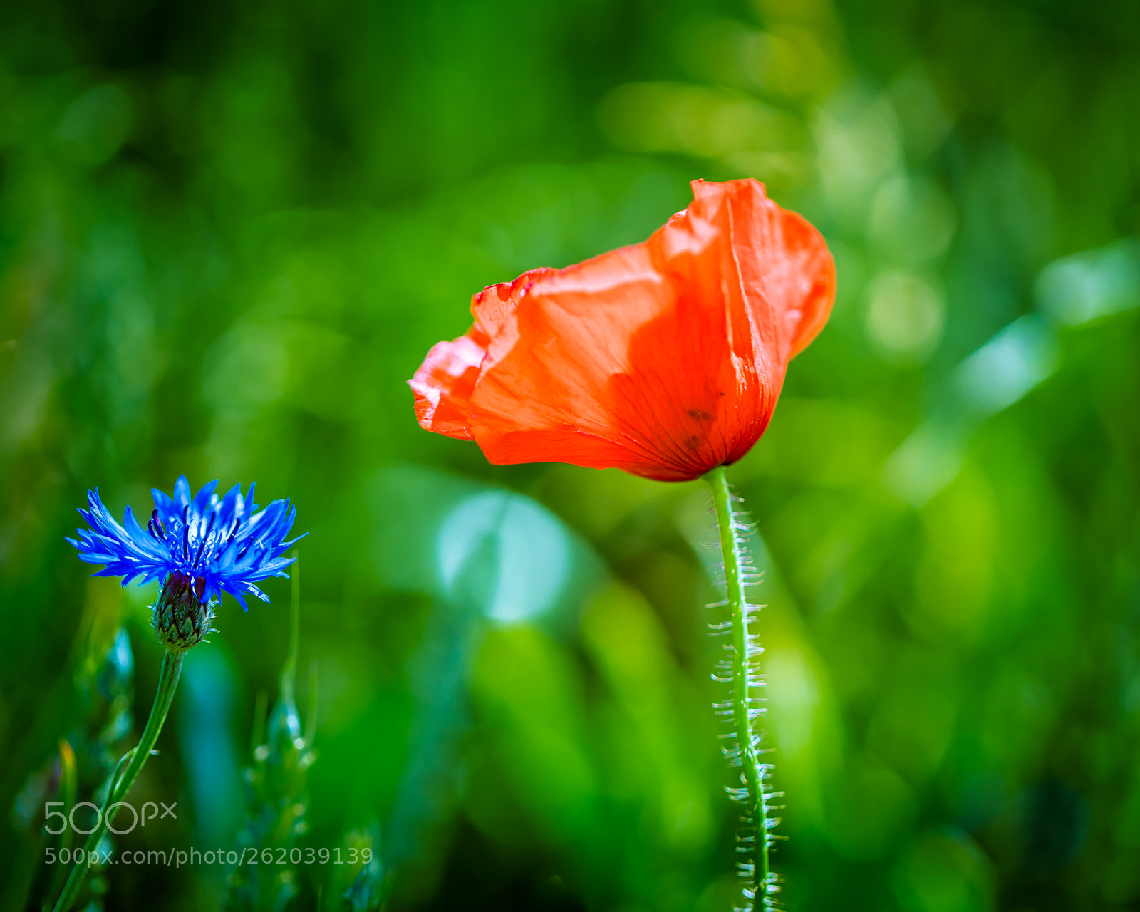 Canon EOS 5DS R sample photo. Village beauties photography