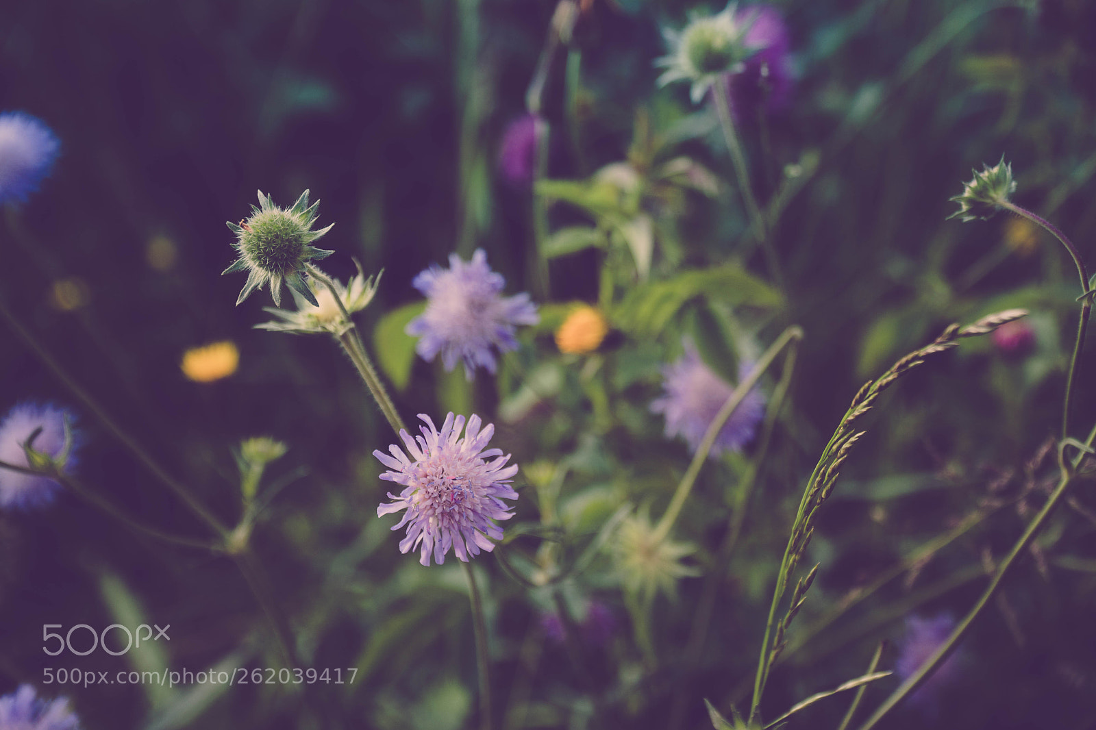 Sony a6500 sample photo. Blumenhang photography
