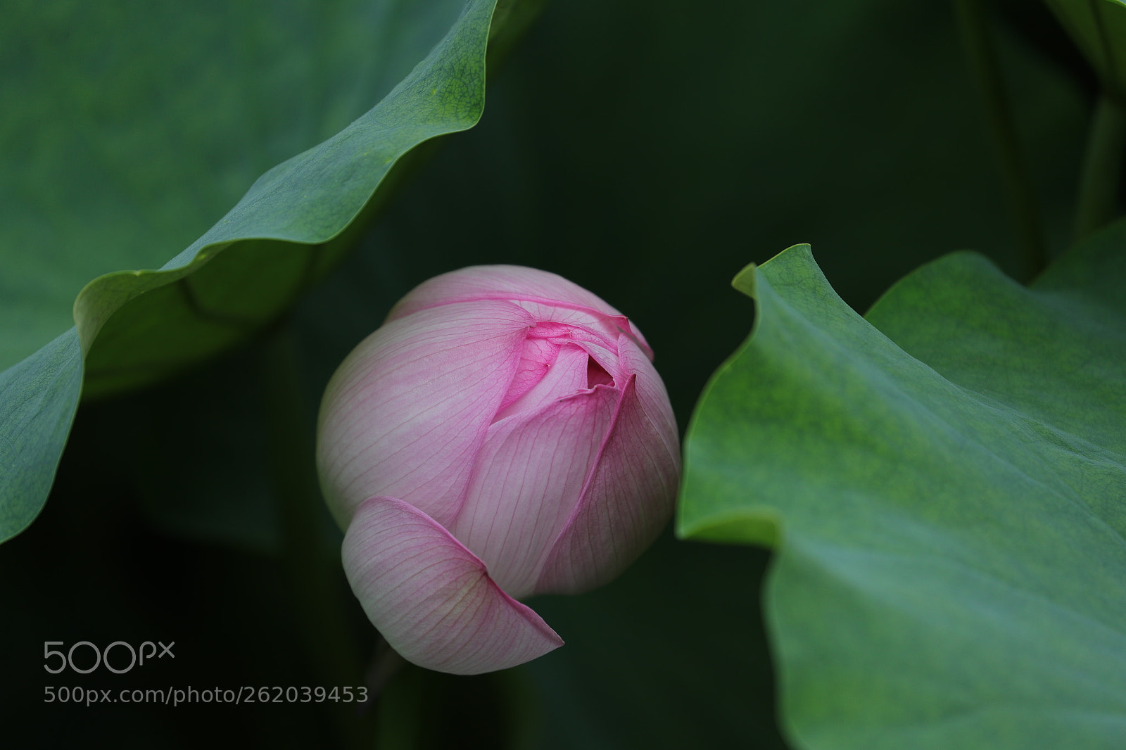 Canon EOS-1D X Mark II sample photo. Lotus 201805 photography