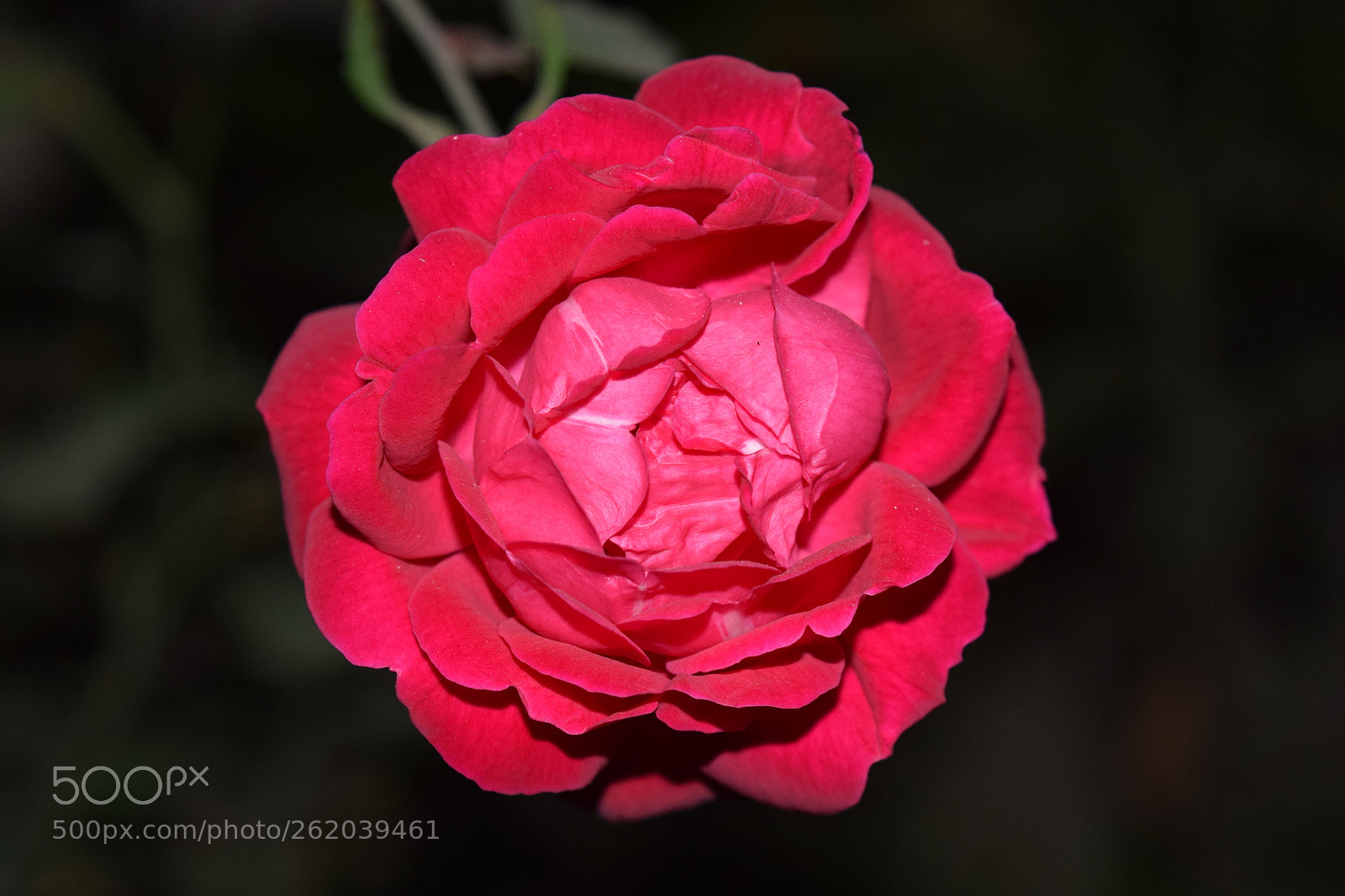 Nikon D5300 sample photo. Red rose photography