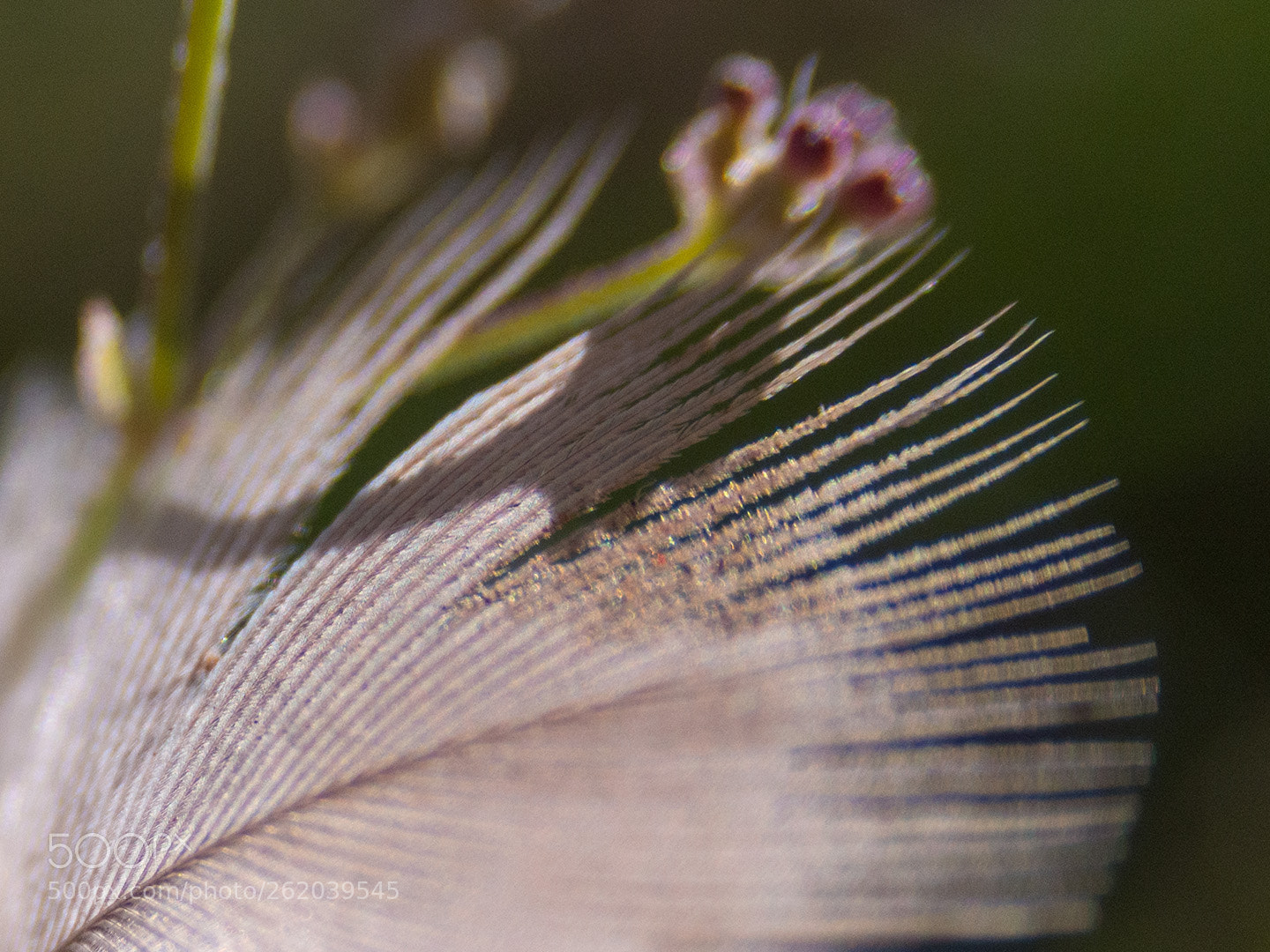 Olympus PEN E-PL5 sample photo. Light as a feather photography