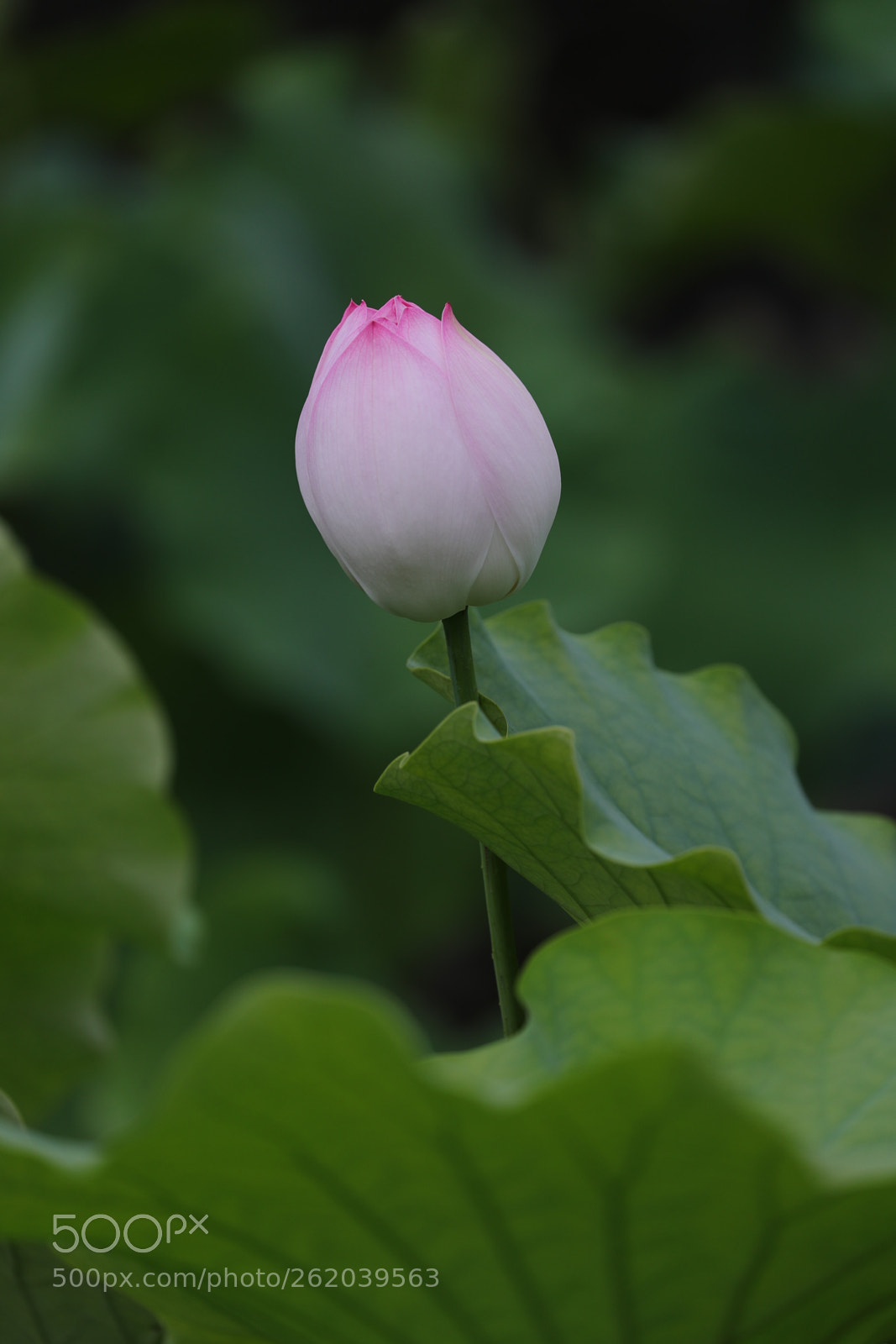 Canon EOS-1D X Mark II sample photo. Lotus 201806 photography