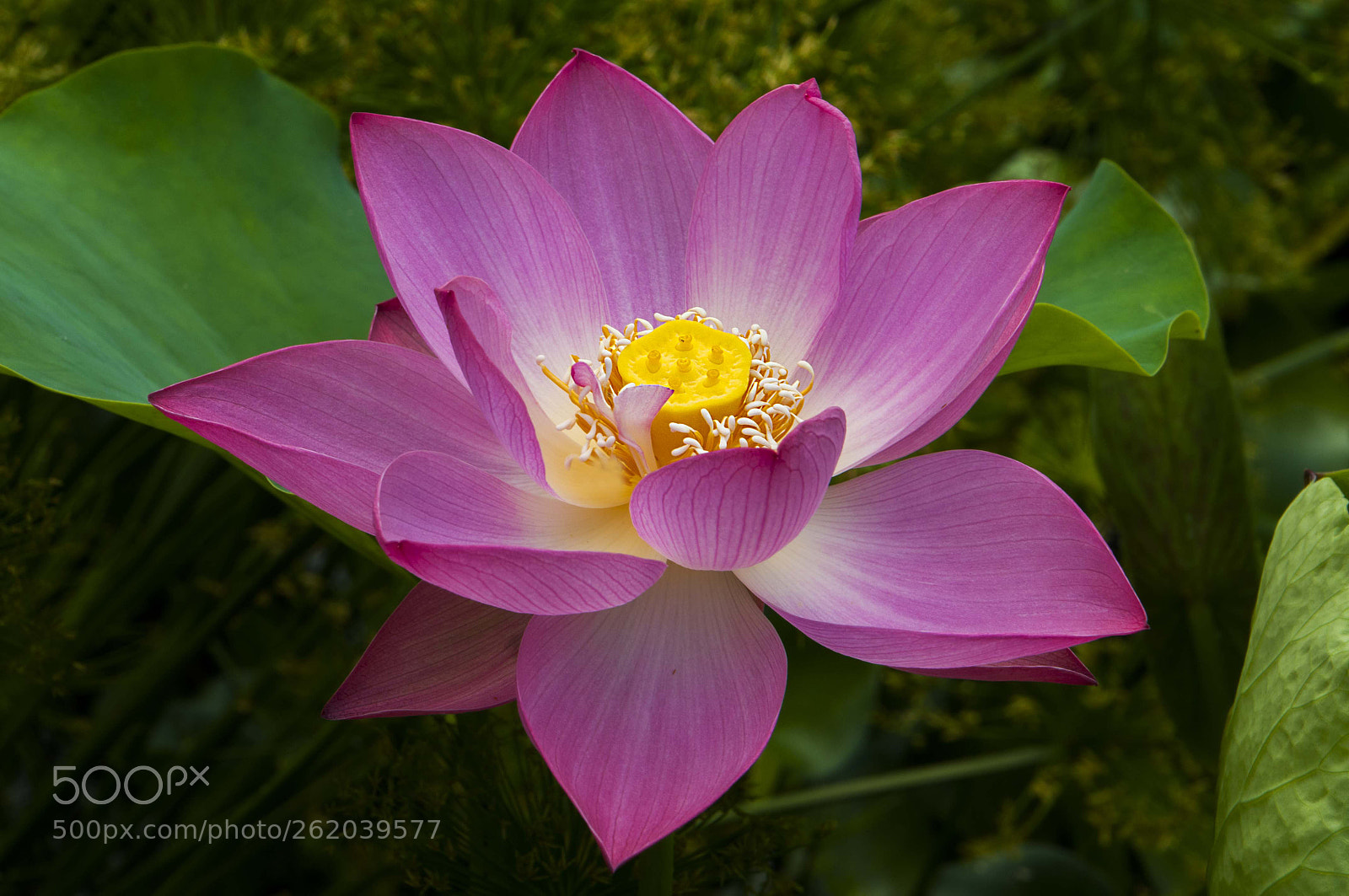 Nikon D300 sample photo. New born photography