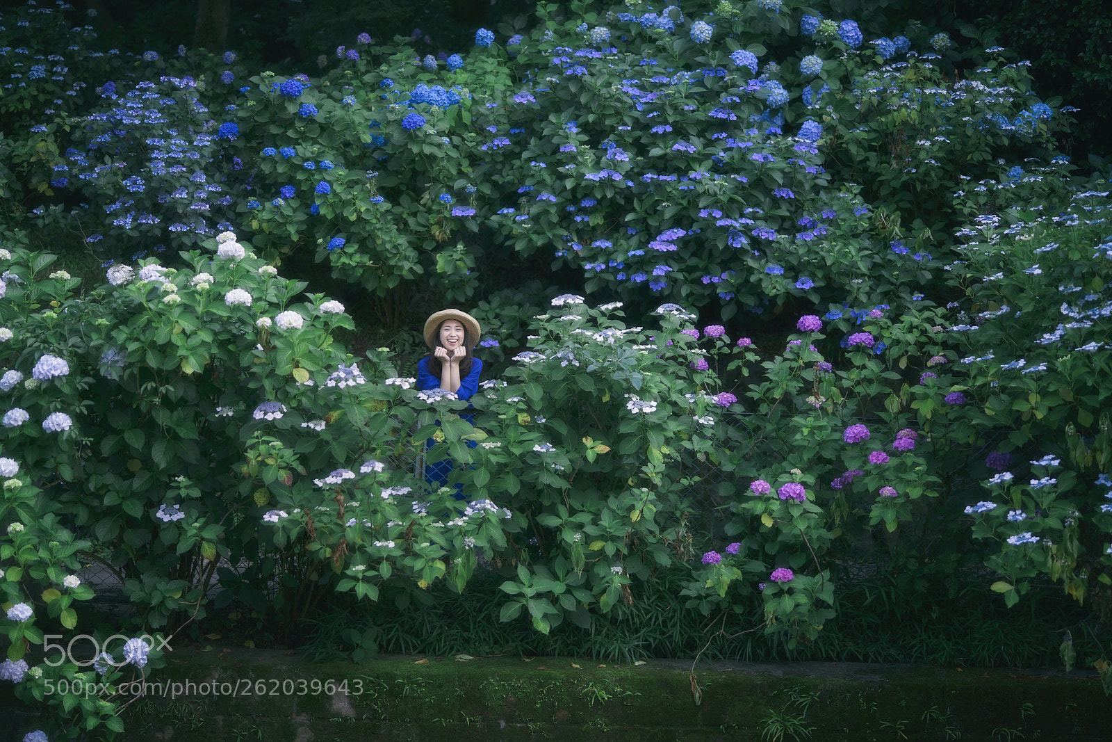 Sony a7R II sample photo. Buried in hydrangea photography