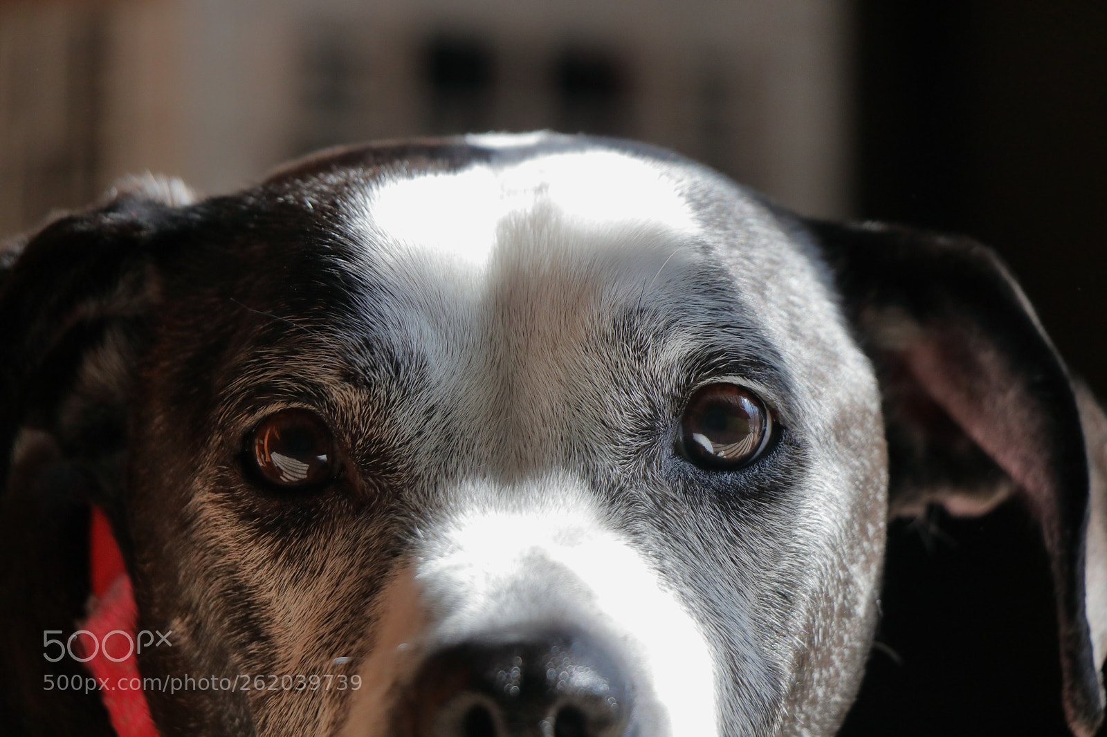 Canon EOS 77D (EOS 9000D / EOS 770D) sample photo. Jewel photography