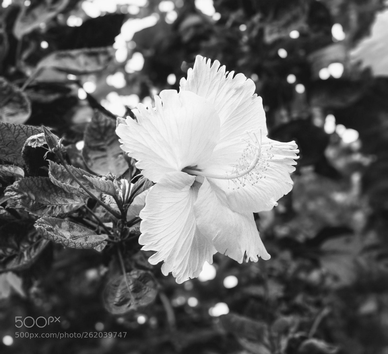 Xiaomi Mi A1 sample photo. Untitled photography
