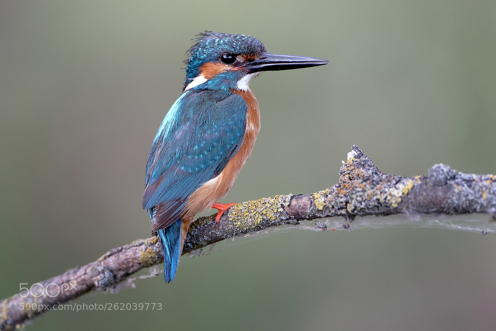 Canon EOS 7D Mark II sample photo. Kingfisher photography