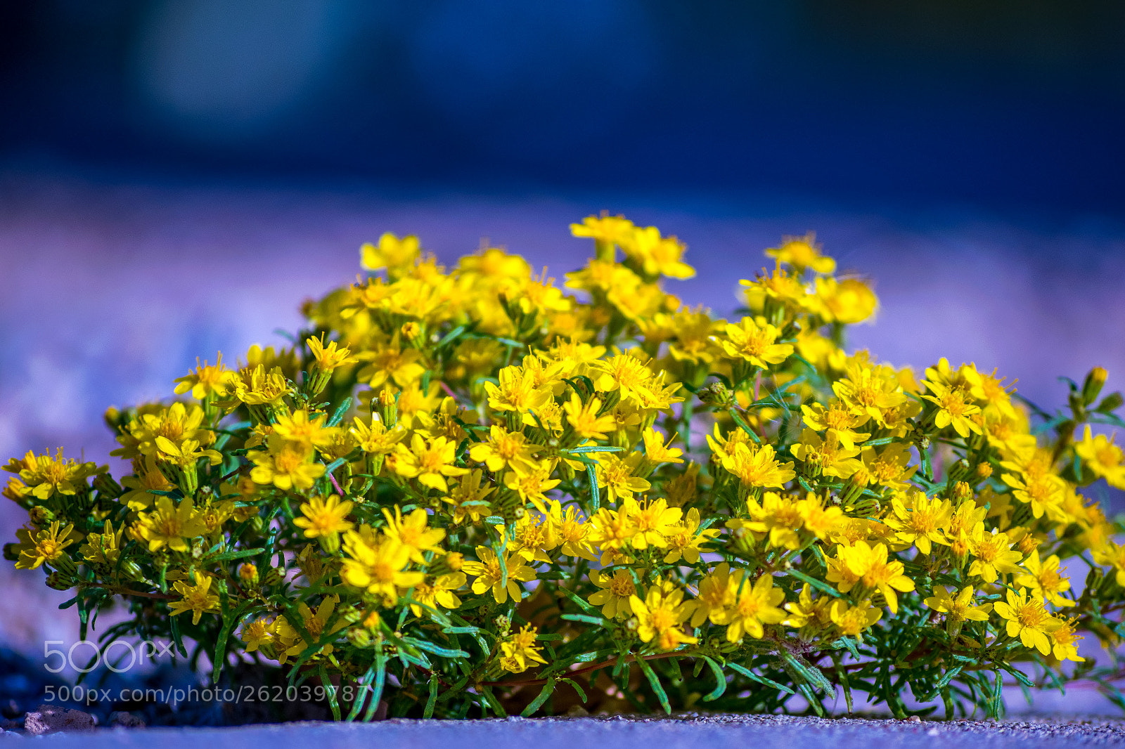 Nikon D5300 sample photo. The winter blues photography