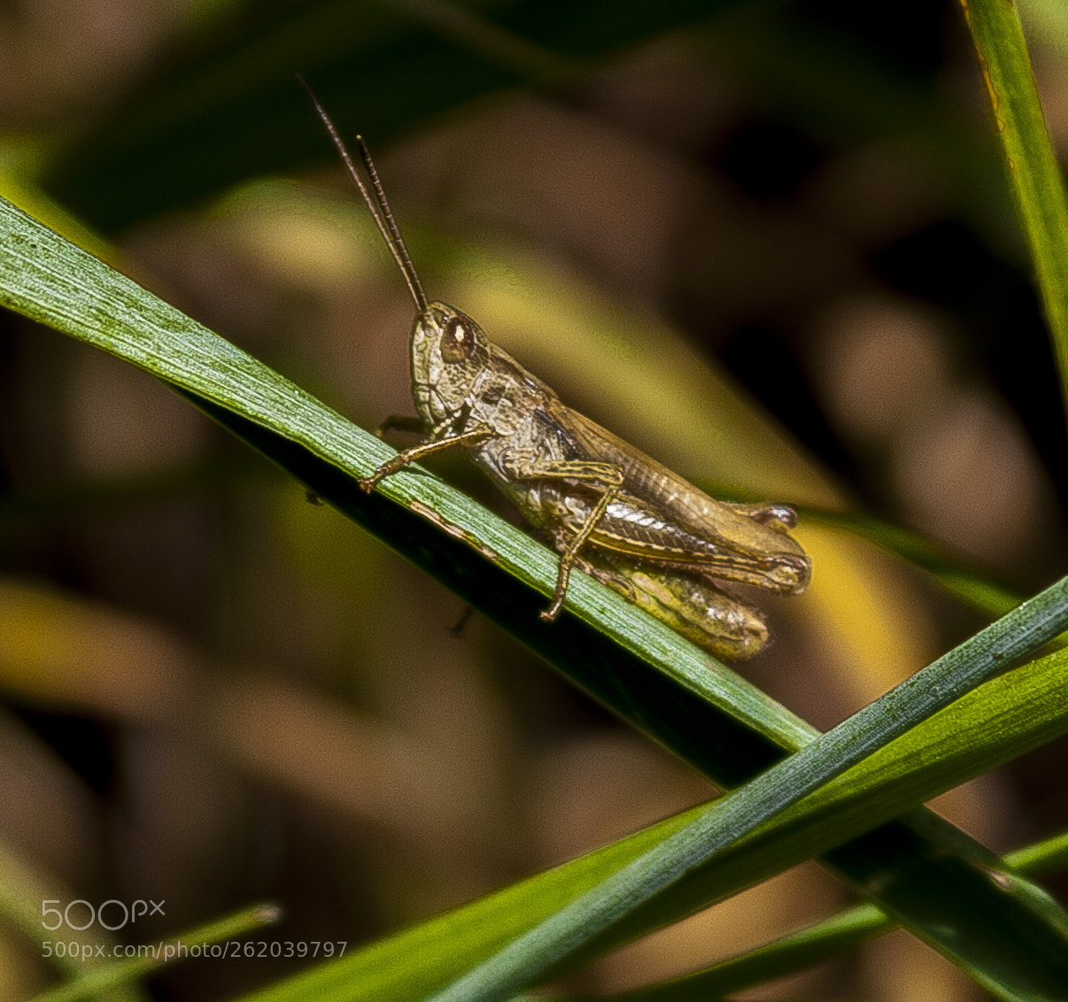 Canon EOS 450D (EOS Rebel XSi / EOS Kiss X2) sample photo. Grasshopper on the grass photography