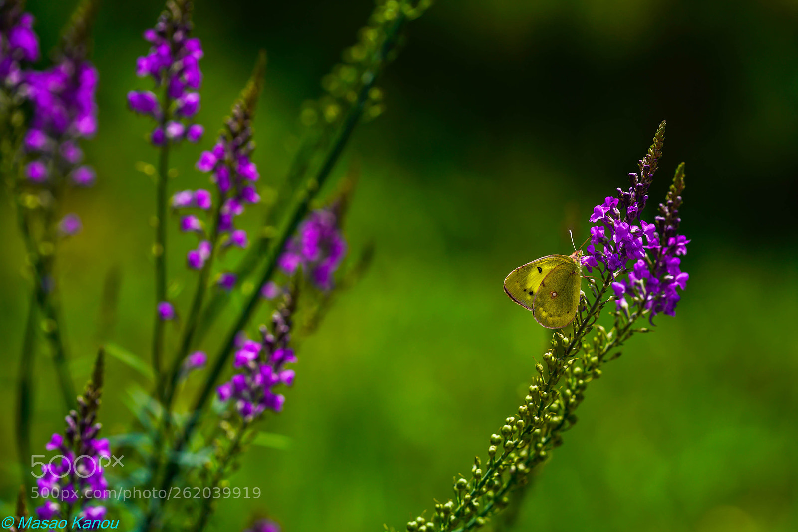 Sony a7R III sample photo. Love lavender photography