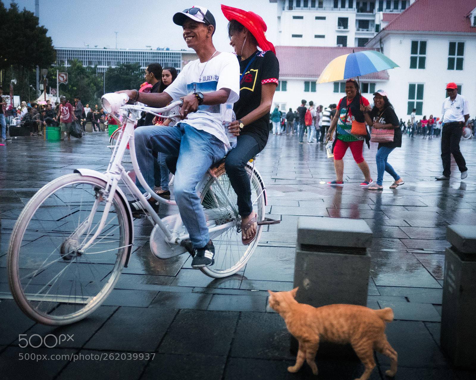 Panasonic Lumix DMC-GX7 sample photo. Tabby cat and tandem photography