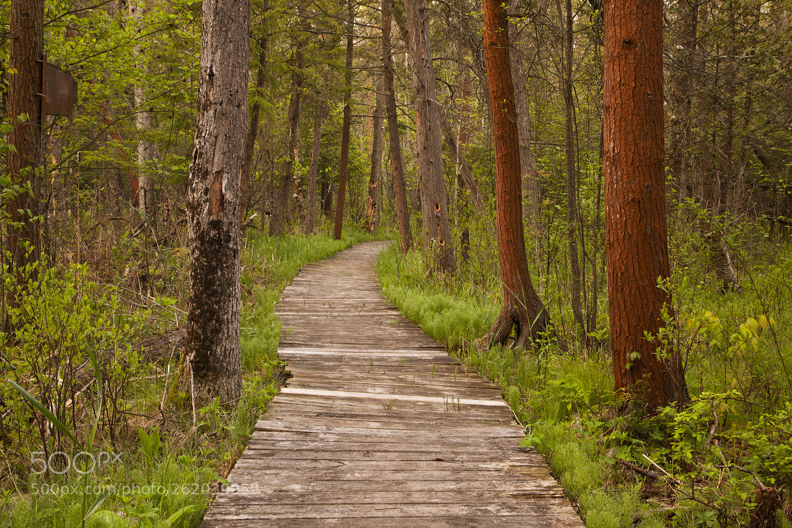 Canon EOS 5D Mark II sample photo. Boardwalk through the forest photography