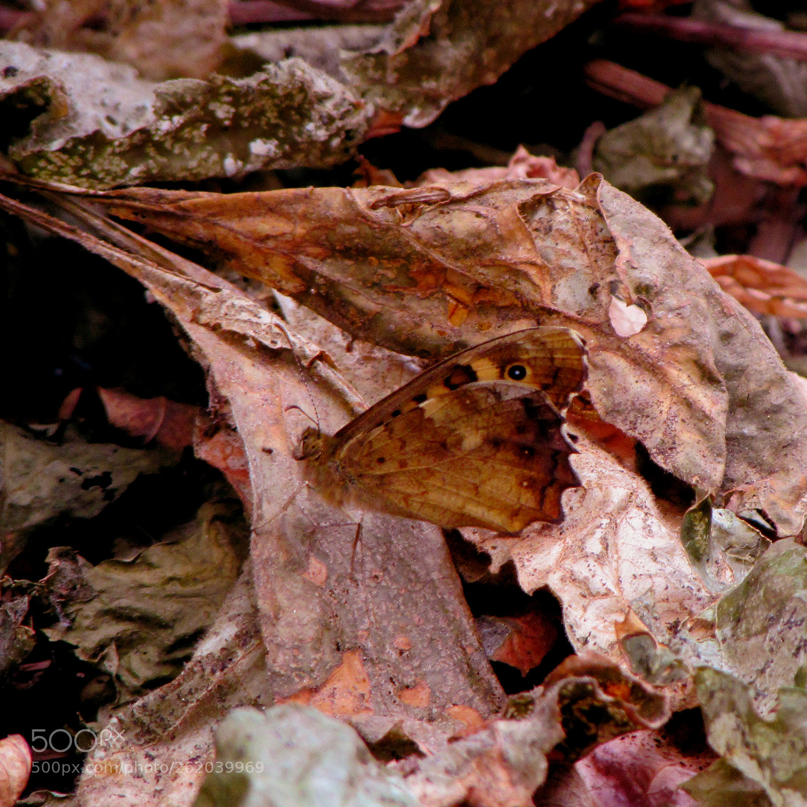 Canon PowerShot SX510 HS sample photo. Butterfly photography