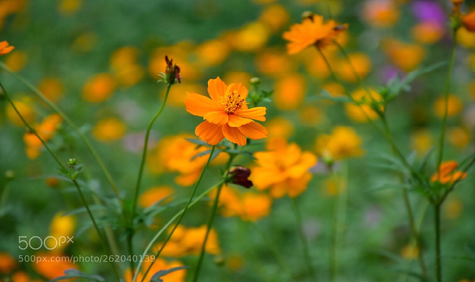 Nikon D5500 sample photo. Summer flower photography