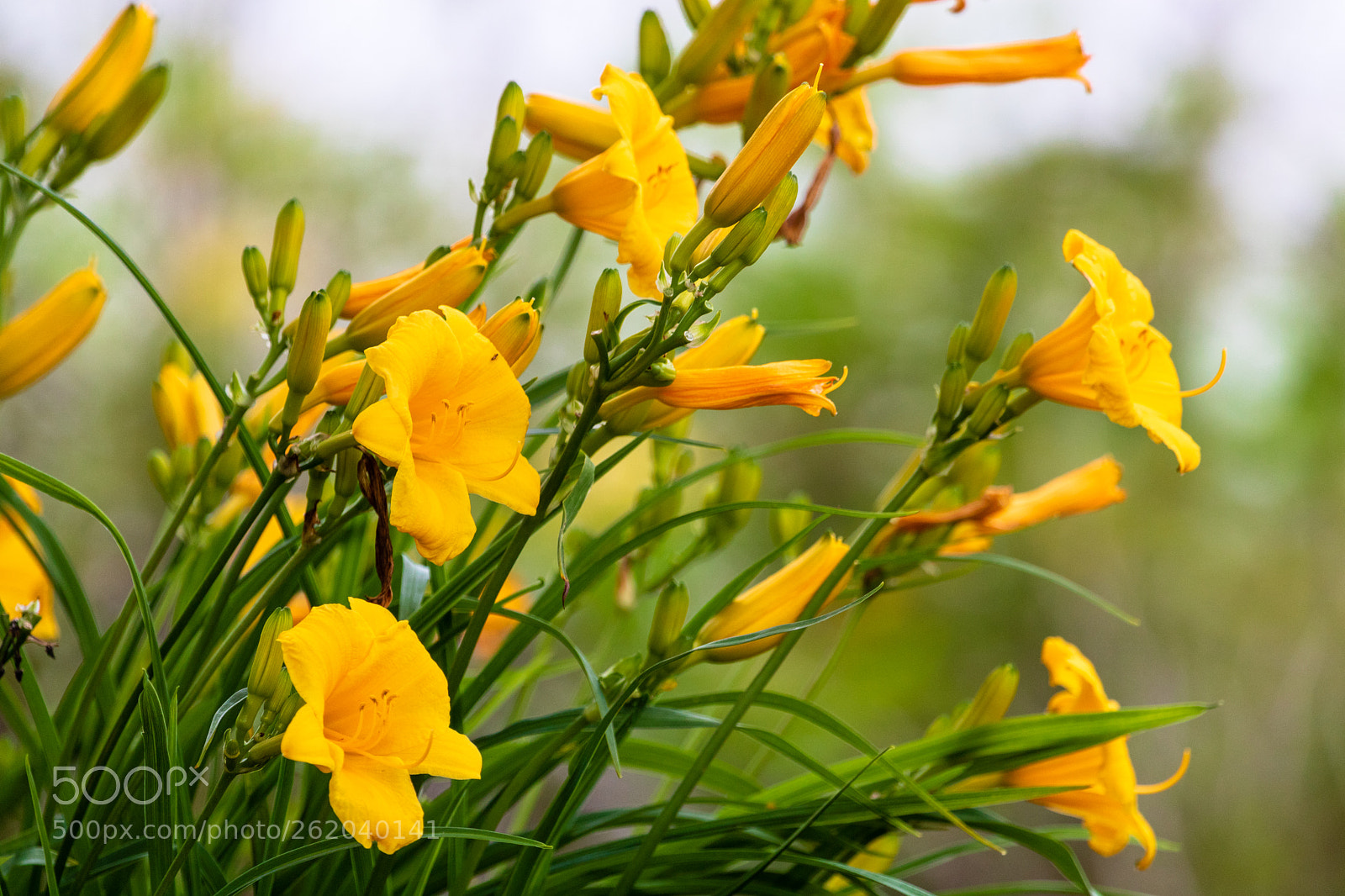 Canon EOS 750D (EOS Rebel T6i / EOS Kiss X8i) sample photo. Orange flowers photography