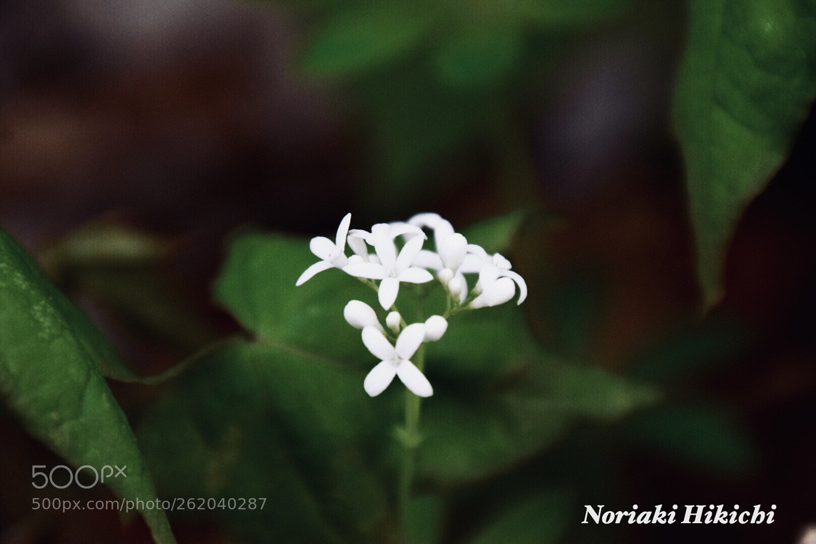 Nikon D5300 sample photo. Untitled photography