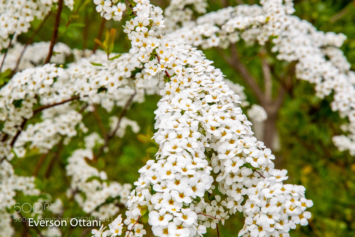 Nikon D500 sample photo. Little flowers photography