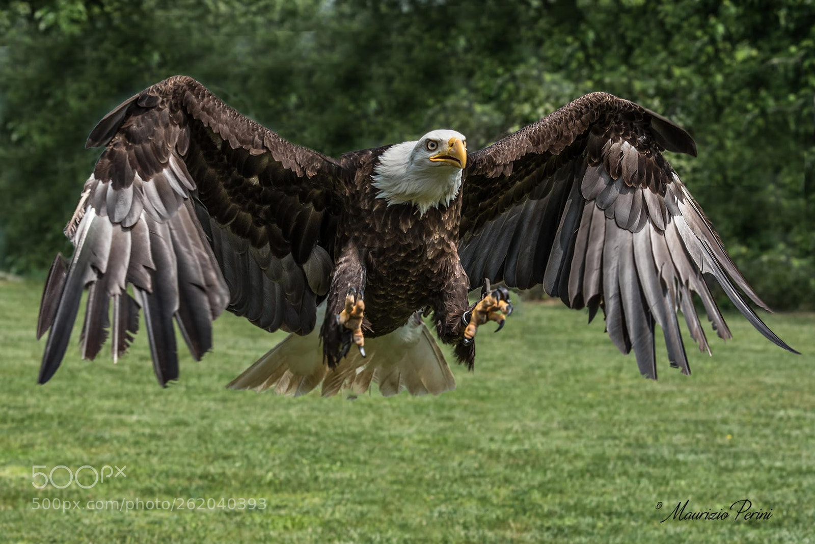 Nikon D750 sample photo. Aquila calva americana photography