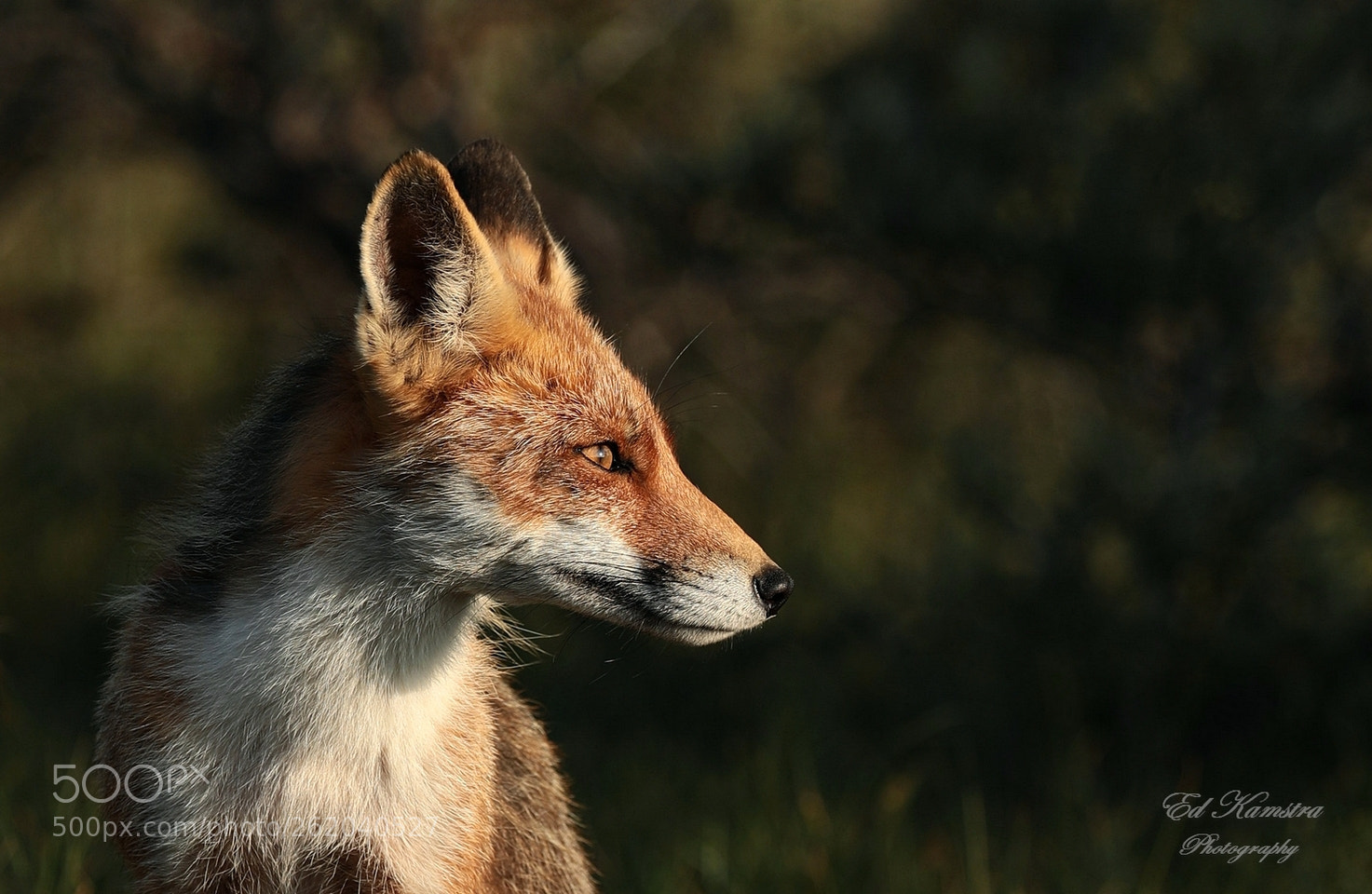 Canon EOS 5D Mark IV sample photo. Fox photography