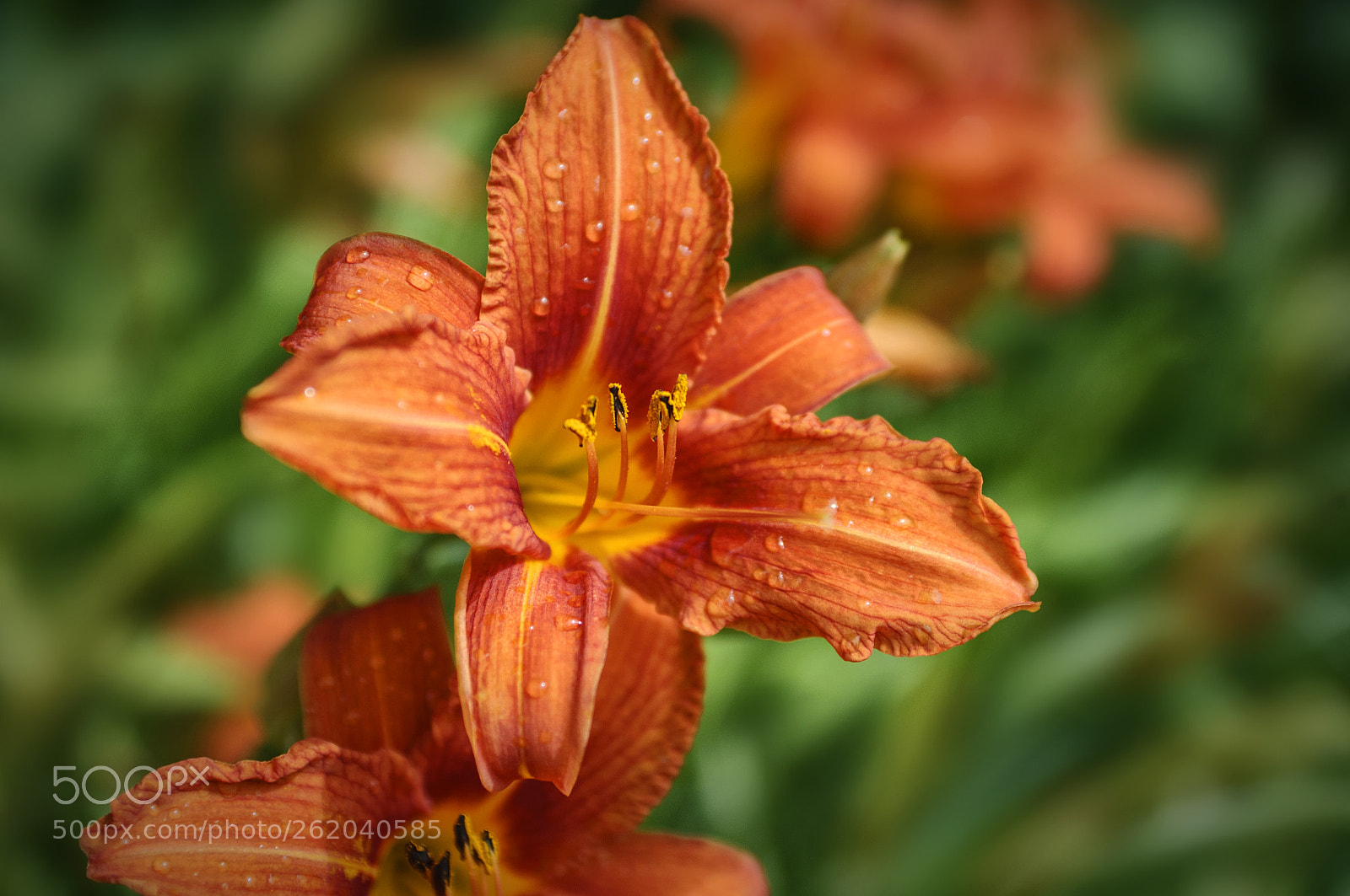 Nikon D90 sample photo. ... photography