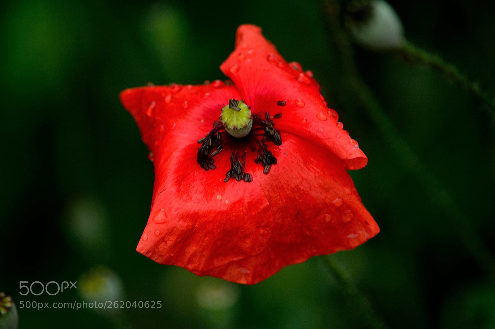 Nikon D3200 sample photo. After the rain photography