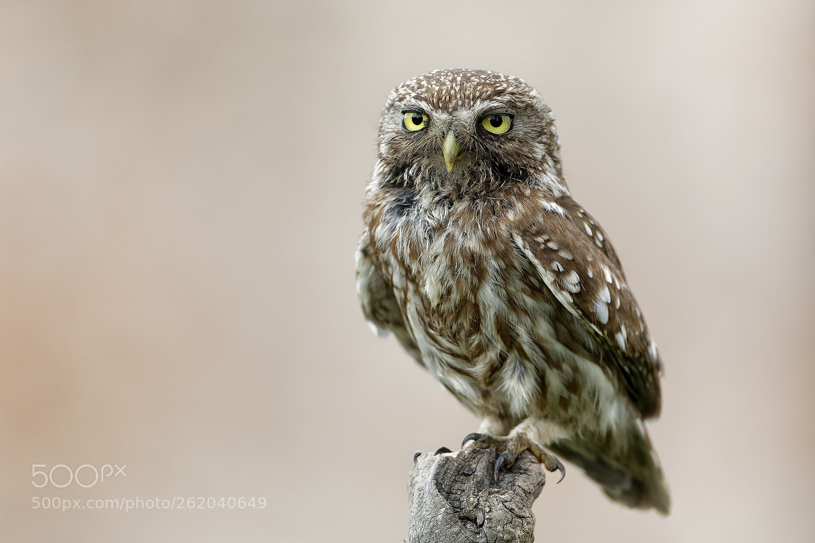 Canon EOS 5D Mark IV sample photo. Little owl photography