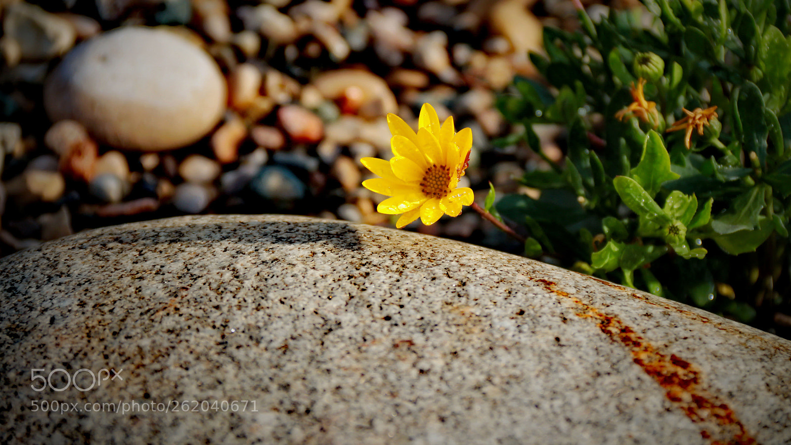 Canon EOS 650D (EOS Rebel T4i / EOS Kiss X6i) sample photo. Flower&stone photography