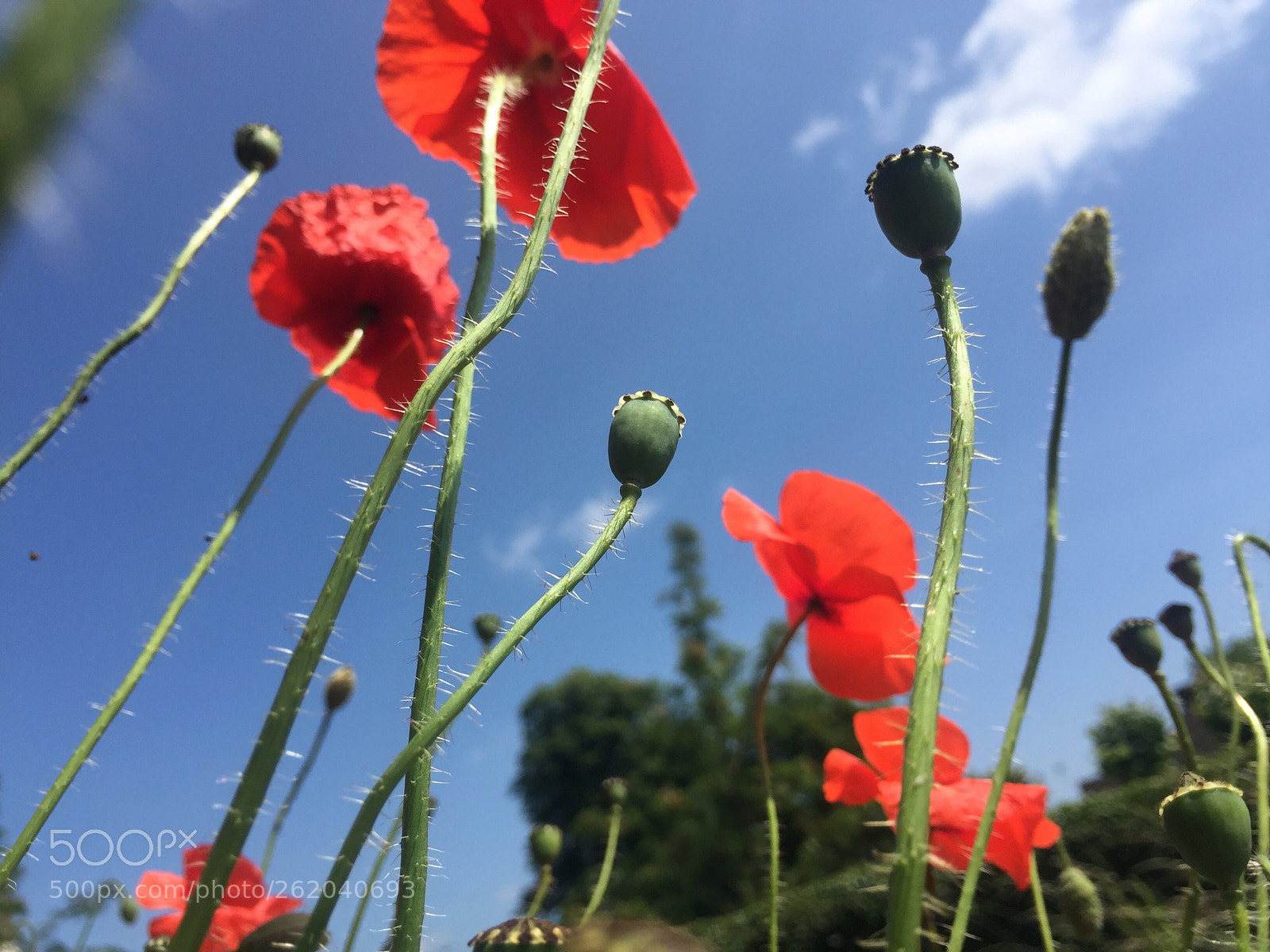 Apple iPhone 6 sample photo. Born to be wild  photography