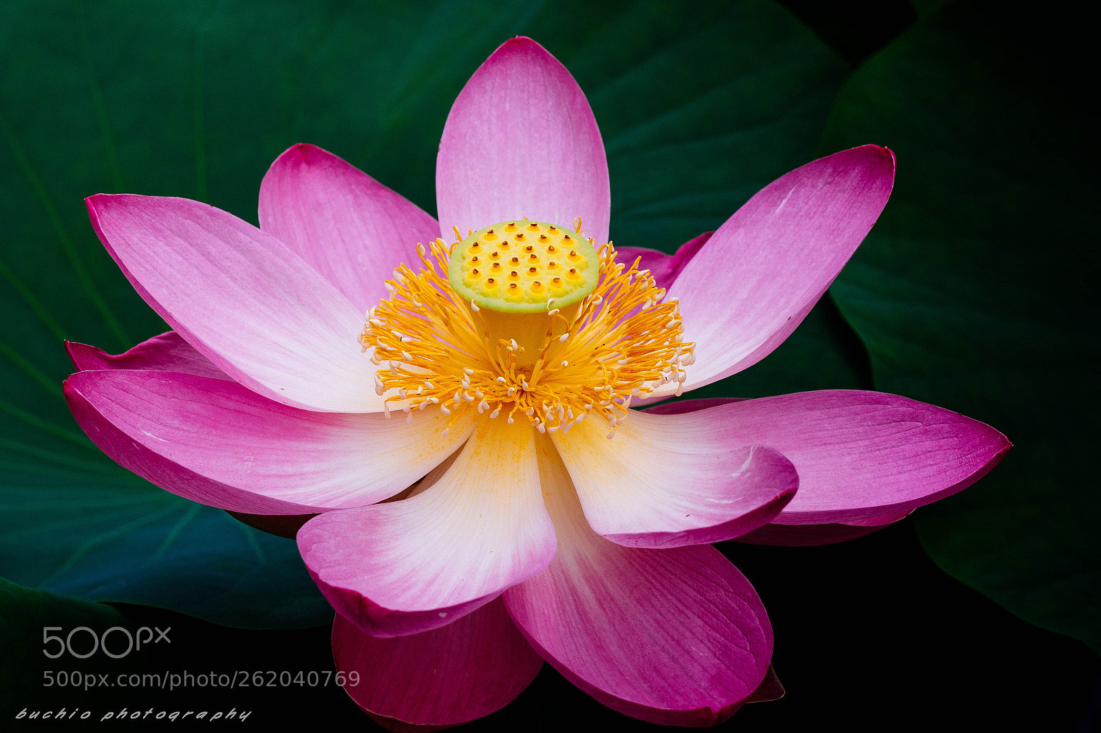 Olympus OM-D E-M1 Mark II sample photo. Oga lotus photography