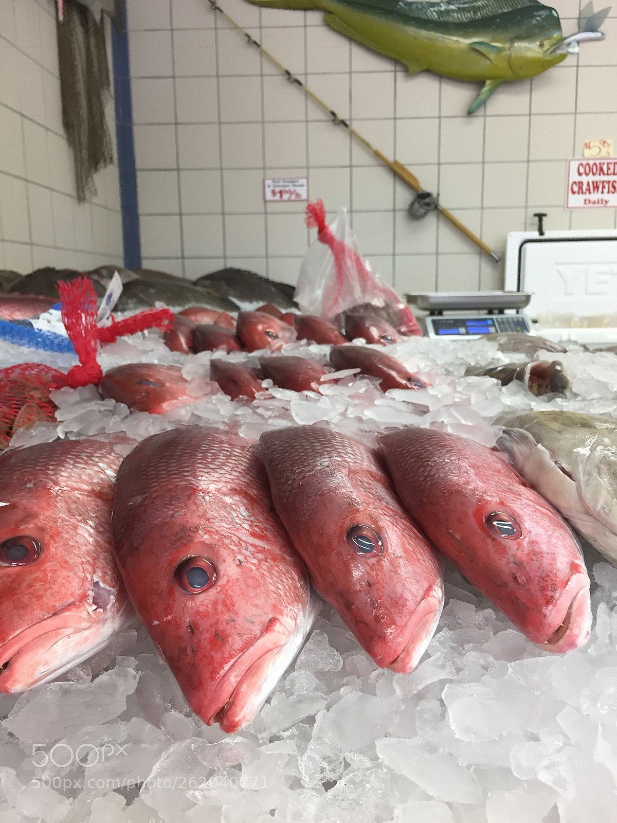 Apple iPhone 6 sample photo. Fish on display photography