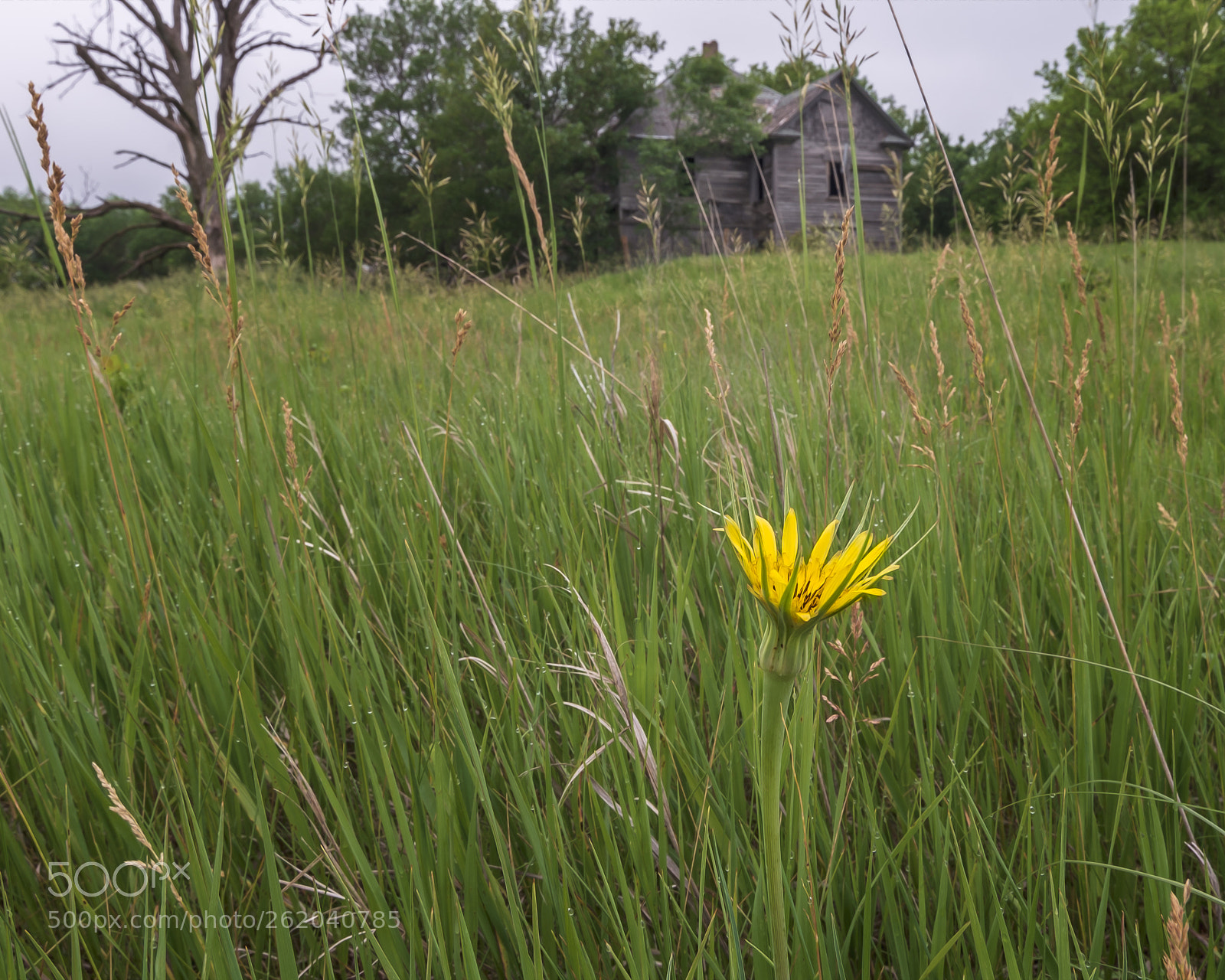 Nikon D750 sample photo. Hope photography