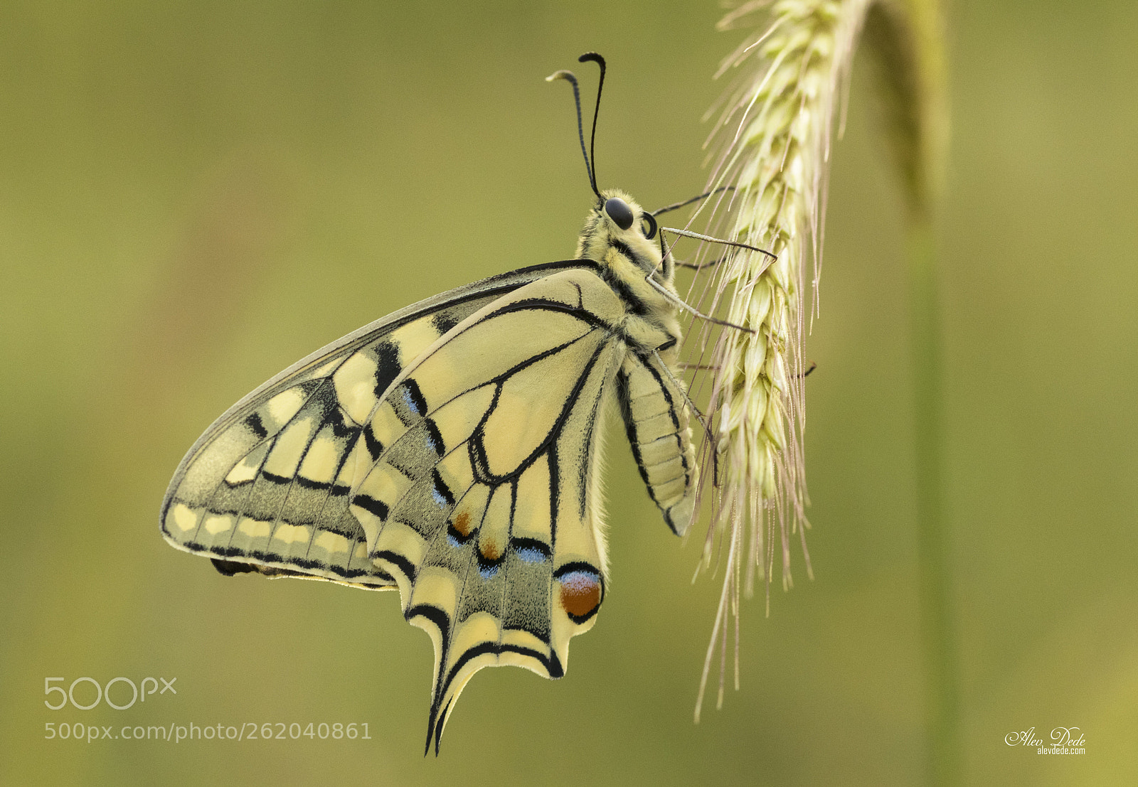 Canon EOS 7D Mark II sample photo. K rlang kuyruk photography