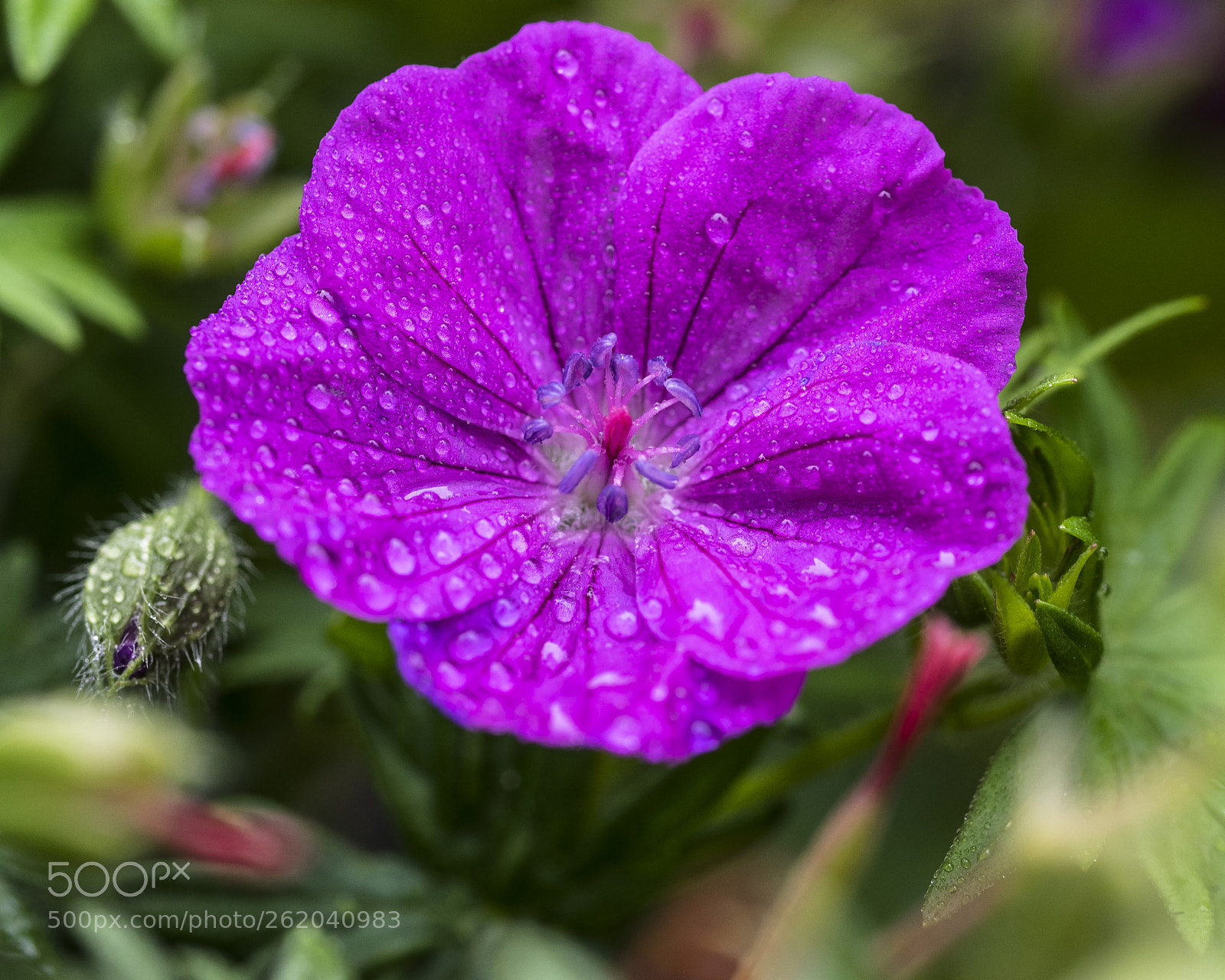 Olympus OM-D E-M1 sample photo. Geranium photography