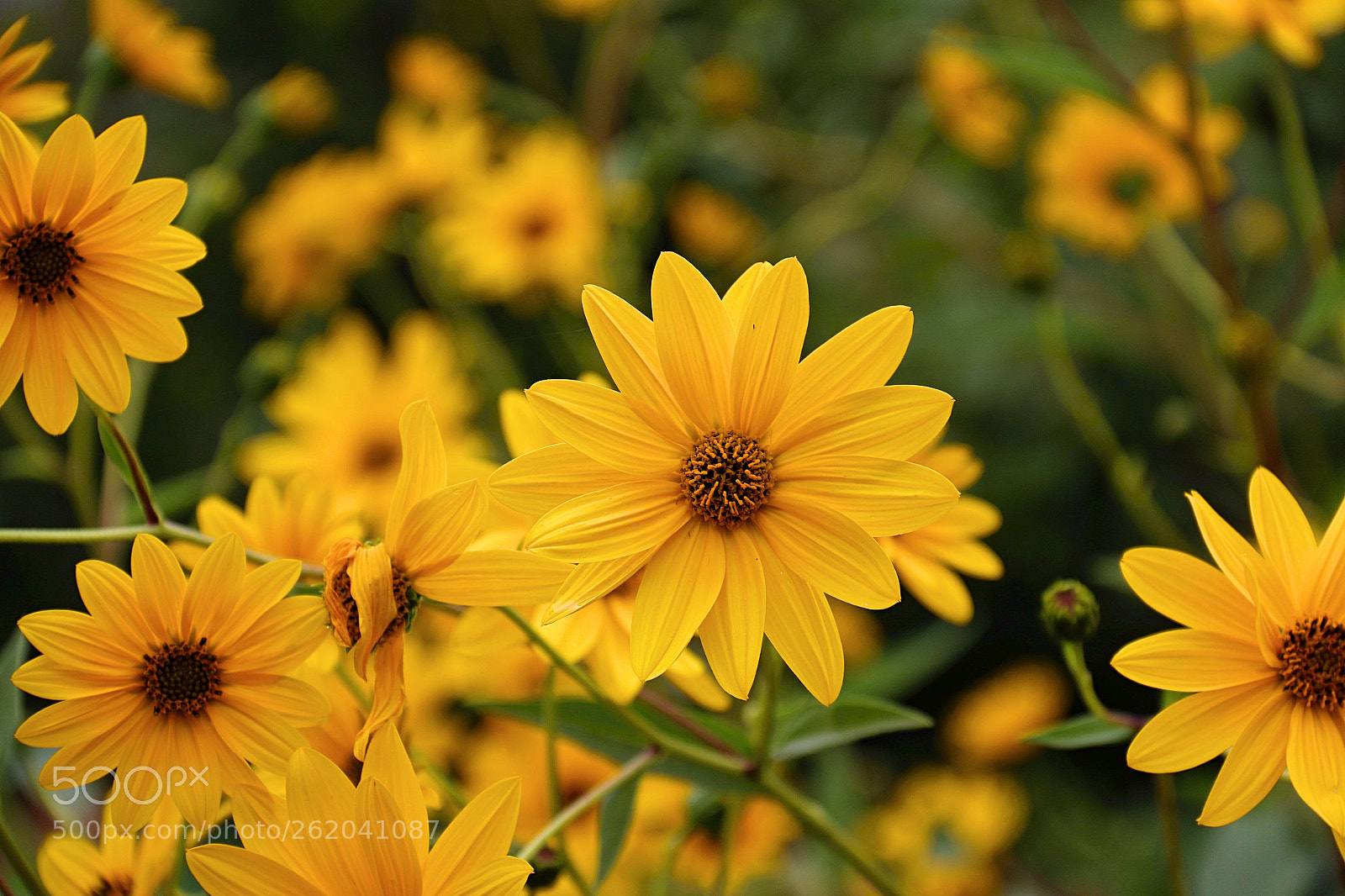 Canon EOS 70D sample photo. Yellow photography