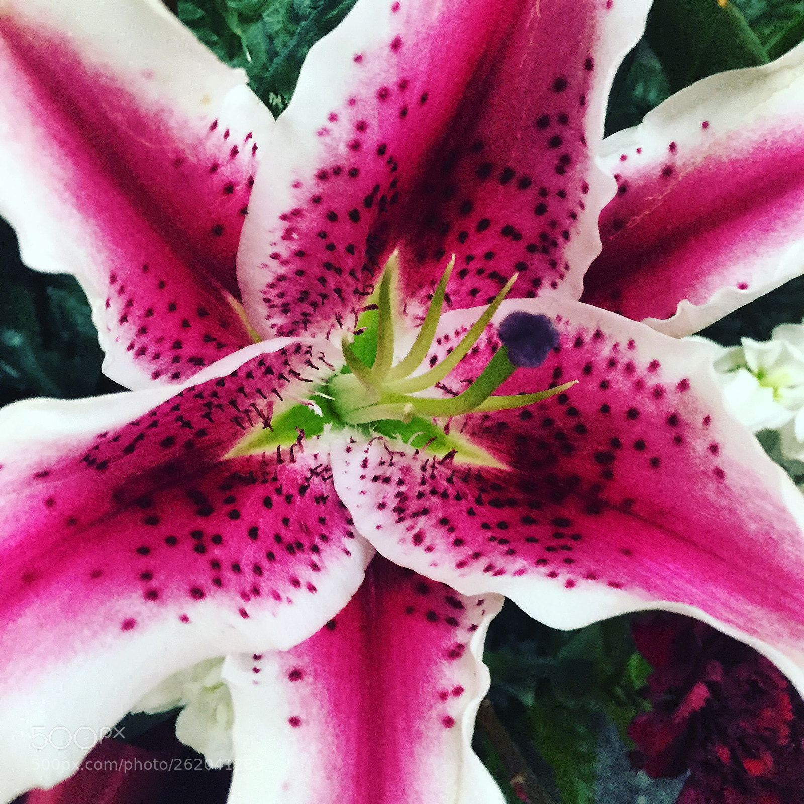 Apple iPhone 6 Plus sample photo. Today’s flower ?  photography