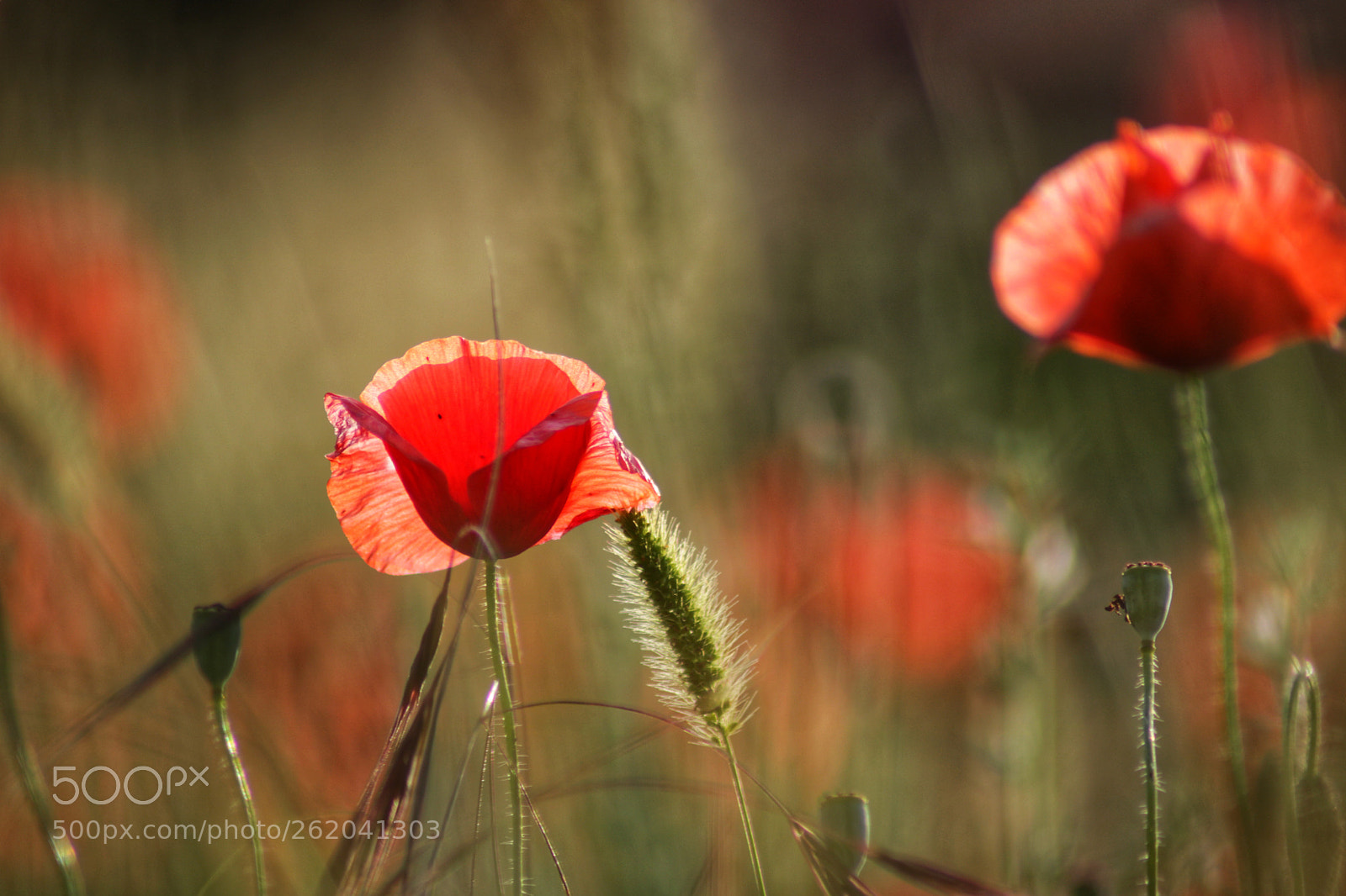 Canon EOS 750D (EOS Rebel T6i / EOS Kiss X8i) sample photo. Poppy photography