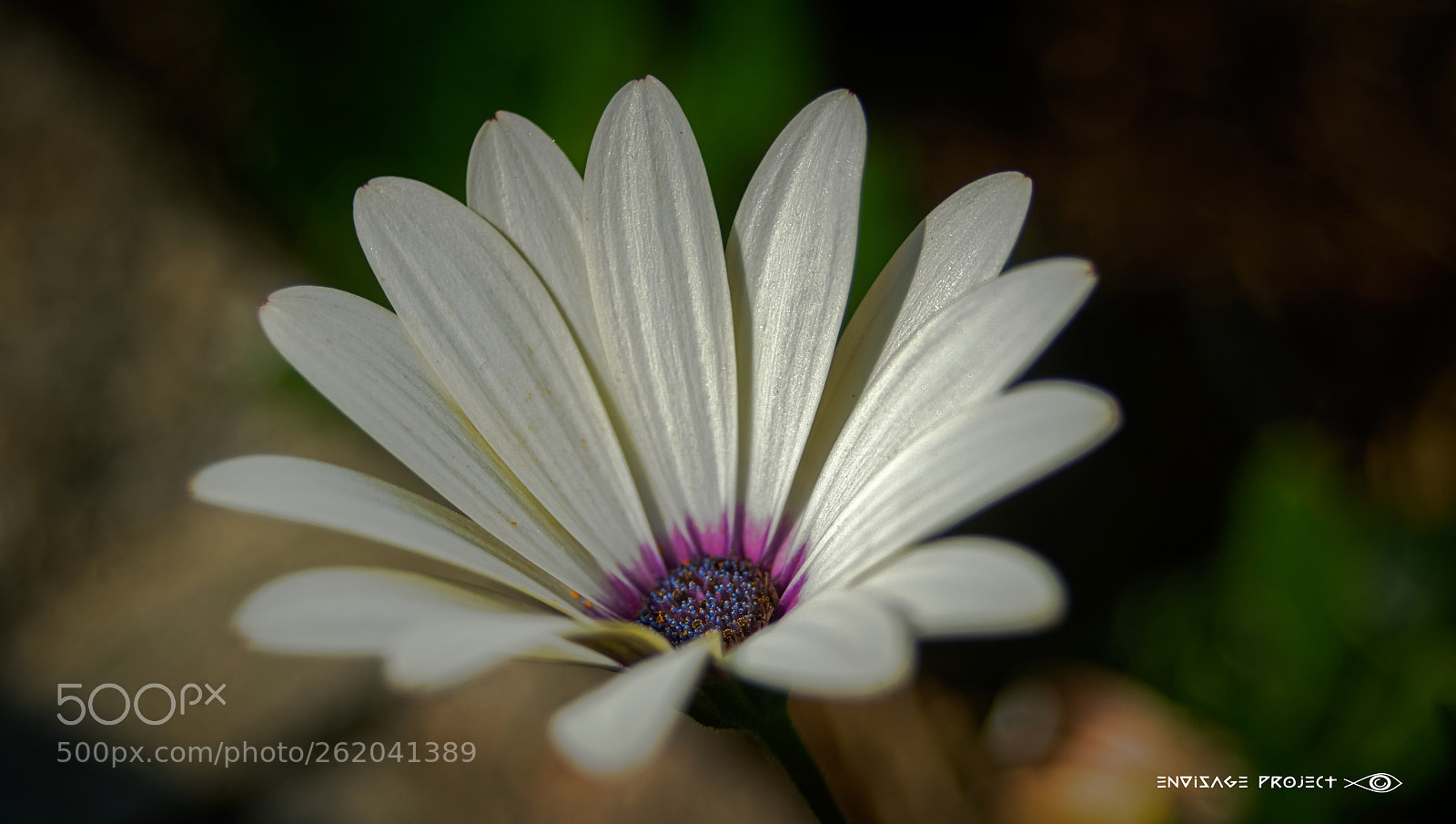 Sony a7R sample photo. Silver white daisy photography