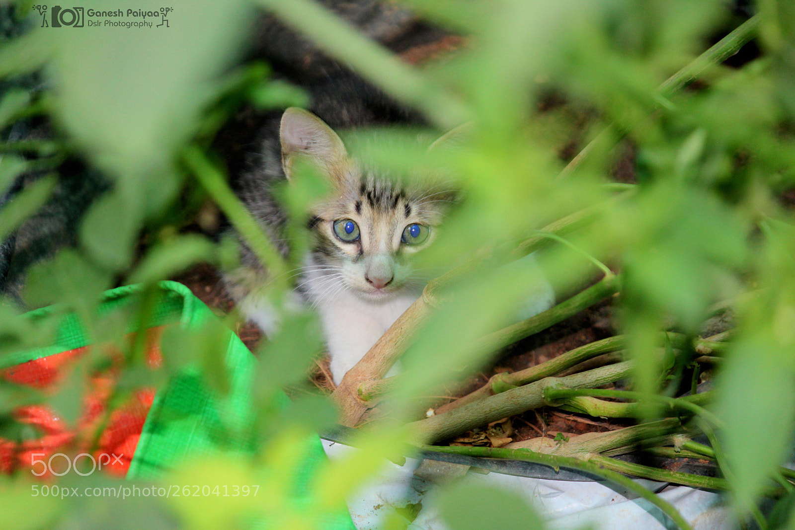 Canon EOS 1200D (EOS Rebel T5 / EOS Kiss X70 / EOS Hi) sample photo. Cat photography